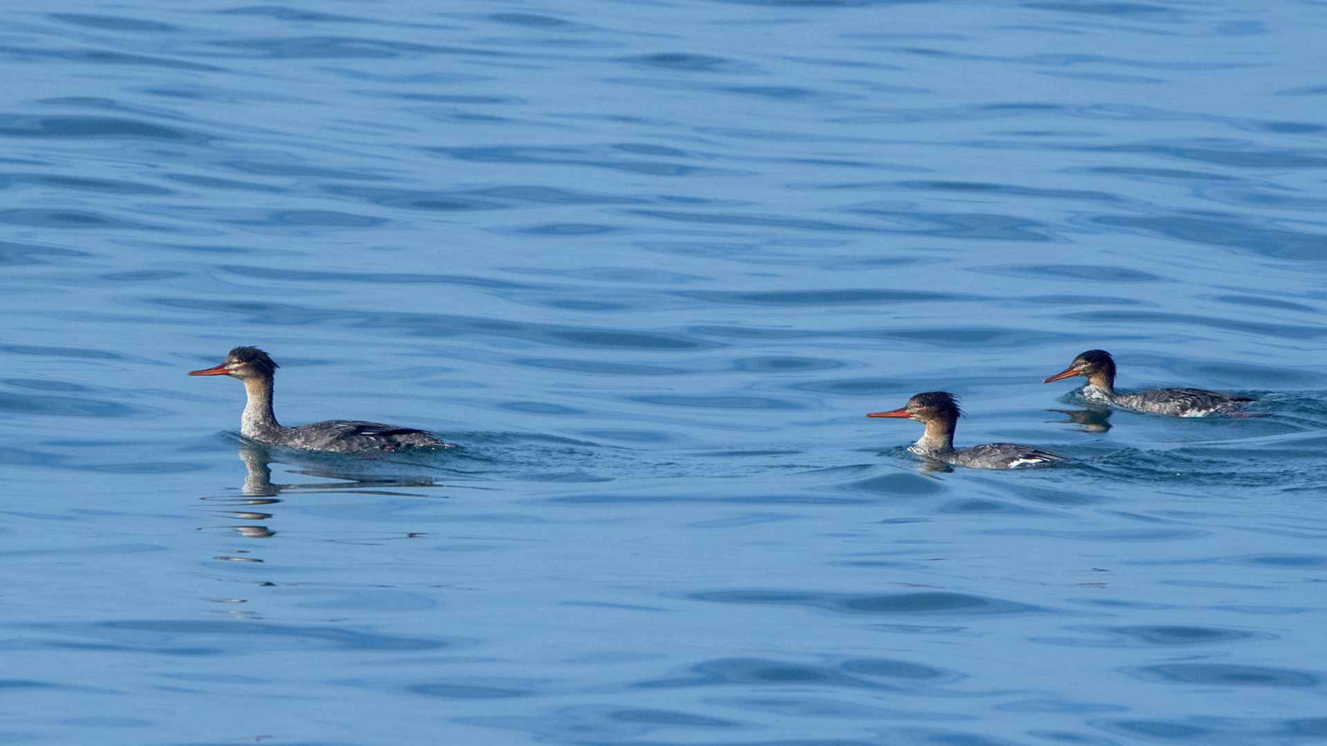 Red-breasted Merganser